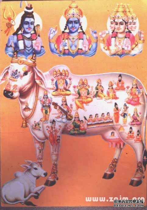 印度神仙鱼神牛